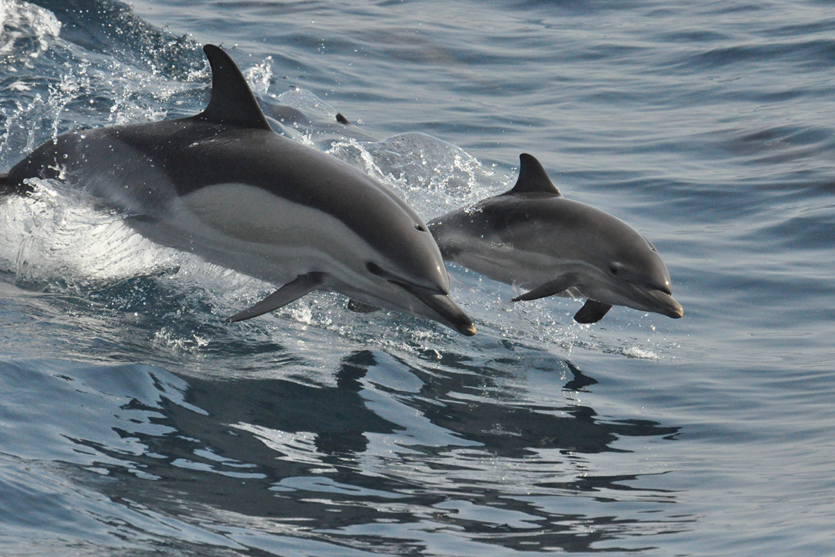 Rental Yacht Marbella | Blog